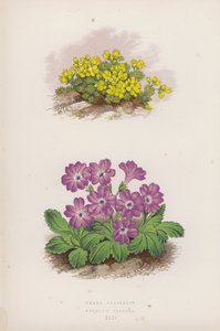Draba Glacialis; Primula Viscosa (kleur litho)