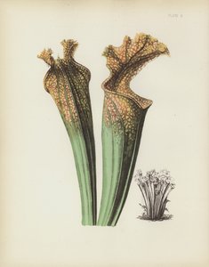 Drummonds Zijzadelbloem, Sarracenia Drummondii