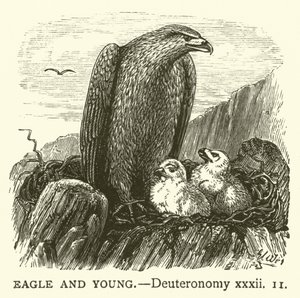 Adelaar en Jong, Deuteronomium, xxxii door English School