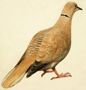 Oostelijke Gekraagde Duif