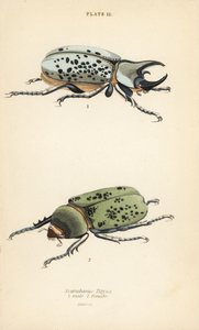 Oostelijke Herculeskever, Dynastes tityus, mannetje 1, vrouwtje 2 door English School