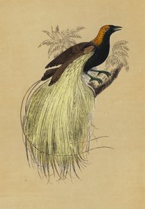 Smaragd Vogel van het Paradijs