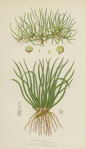 Europese quillwort, kruipende pill-wort