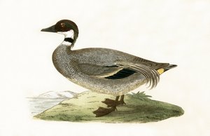 Falcated Teal, illustratie uit 