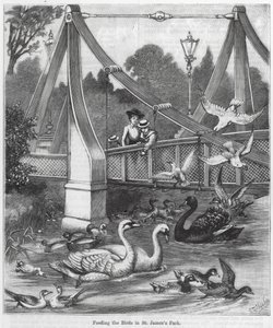 De vogels voeren in St James