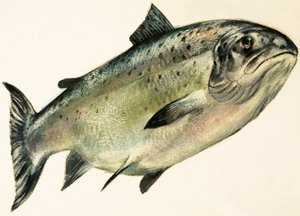 Vrouwelijke zalm