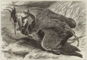 Gevecht tussen een reiger en een paling door English School
