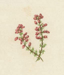 Fijnbladige Heide, Erica Cinerea