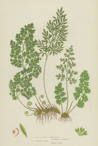 Fijnbladige Gymnogram, Peterselievaren (kleur litho) door English School