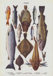 Vis (chromolitho)