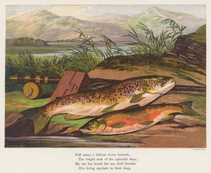 Vis