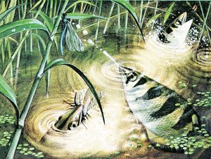 Vis die Kogels Afvuurt -- de schuttersvis gebruikt water als munitie