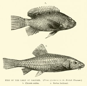 Vis van het Meer van Galilea