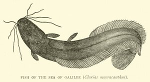Vis van de Zee van Galilea, Clarias macracanthus