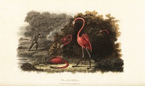 Flamingo