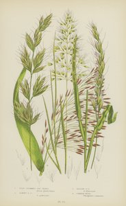 Platstengel Havergras, Donzige Havergras, Gele Havergras, Gewone Riet door English School