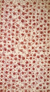 Floral Endpaper (handgekleurde gravure)