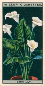 Bloementeelt in potten: Aronskelk of Richardia (chromolitho) door English School