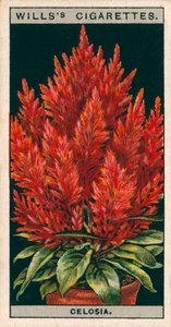 Bloementeelt in potten: Celosia (chromolitho)