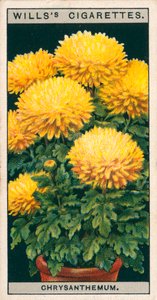 Bloementeelt in potten: Dwergchrysant (chromolitho)