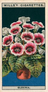 Bloementeelt in potten: Gloxinia (chromolitho)