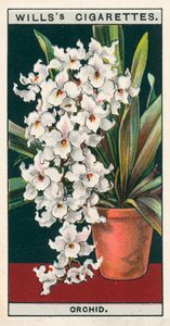 Bloementeelt in potten: Orchidee (chromolitho)