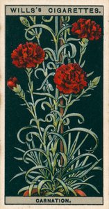 Bloementeelt in potten: Blijvend bloeiende anjer (chromolitho)