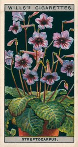 Bloementeelt in potten: Streptocarpus of sleutelbloem (chromolitho)