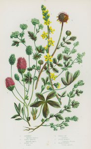 Bloeiende Planten van Groot-Brittannië: Agrimonie, Vrouwenmantel, Alpen Vrouwenmantel, Veld Vrouwenmantel, Grote Pimpernel, Salade Pimpernel door English School