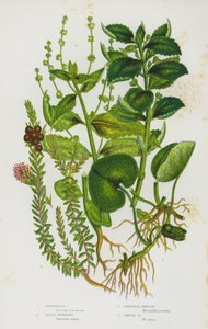 Bloeiende Planten van Groot-Brittannië: Asarabacca, Zwarte Kraaibes, Vaste Mercurius, Eenjarige Mercurius