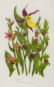 Bloeiende Planten van Groot-Brittannië: Bijen Ophrys, Late Spin Ophrys, Spin Ophrys, Vlieg Ophrys, Gewone Vrouwenschoen