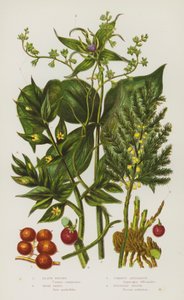 Bloeiende Planten van Groot-Brittannië: Zwarte Briony, Kruisbladige Wolfsmelk, Gewone Asperge, Slagersbezem