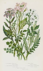 Bloeiende Planten van Groot-Brittannië: Knolsteenbreek, Grote Bitterkers, Pinksterbloem, Smalbladige Bitterkers, Harige Bitterkers