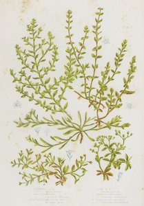 Bloeiende Planten van Groot-Brittannië: Vogelmuur, Zandriempje, Gladde Breukwortel, Harige Breukwortel, Kransduizendknoop, Vierbladige Zaad