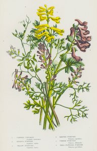 Bloeiende Planten van Groot-Brittannië: Klimmende Corydalis, Bolvormige Fumitory, Gele Fumitory, Ramping Fumitory, Gewone Fumitory, Kleine Bloemige Fumitory door English School