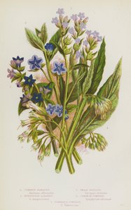 Bloeiende planten van Groot-Brittannië: Gewone Alkanet, Wintergroene Alkanet, Kleine Ossentong, Gewone Smeerwortel, Knolvormige Smeerwortel (kleur litho) door English School