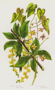Bloeiende planten van Groot-Brittannië: Gewone berberis, Alpenbarrenwort door English School