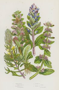 Bloeiende Planten van Groot-Brittannië: Gewone Bugel, Piramidale Bugel, Alpen Bugel, Gele Bugel door English School