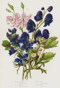Bloeiende planten van Groot-Brittannië: Gewone Akelei, Veld Ridderspoor, Monnikskap, Bane-Berry door English School