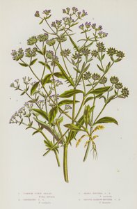 Bloeiende planten van Groot-Brittannië: Gewone Veldsla, Geribbelde Veldsla, Scherpe Veldsla, Gladde Smalvruchtige Veldsla (kleur litho) door English School