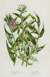 Bloeiende planten van Groot-Brittannië: Gewone Smeerwortel, Koren Smeerwortel, Kruipende Smeerwortel, Zeezijde Gladde Smeerwortel (kleur litho) door English School