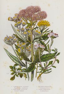 Bloeiende planten van Groot-Brittannië: Gewone Hennep Agrimonie, Vlasbladige Goudlokje, Berg Eeuwige, Parel Eeuwige (kleur litho) door English School