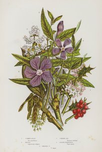 Bloeiende planten van Groot-Brittannië: Gewone Hulst, Liguster, Gewone Es, Kleine Maagdenpalm, Grote Maagdenpalm (kleur litho) door English School