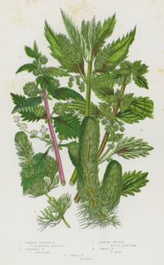 Bloeiende Planten van Groot-Brittannië: Gewone Hoornblad, Ongewapend Hoornblad, Romeinse Brandnetel, Kleine Brandnetel, Grote Brandnetel door English School