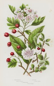 Bloeiende Planten van Groot-Brittannië: Gewone Mispel, Meidoorn, Cotoneaster