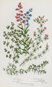 Bloeiende planten van Groot-Brittannië: Gewone Melkkruid, Gladde Zeeheide, Poederige Zeeheide, Zesstamige Waterkruid, Achtstamige Waterkruid