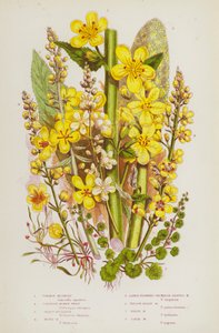 Bloeiende planten van Groot-Brittannië: Gewone Modderkruid, Cornish Geldkruid, Grote Toorts, Mottenmodderkruid, Grootbloemige Sleutelbloembladige Modderkruid, Gele Grijze Modderkruid, Witte Modderkruid, Donkere Modderkruid (kleur litho) door English School