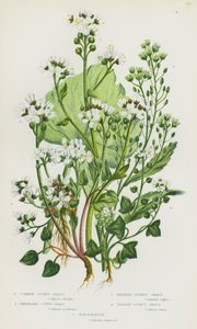 Bloeiende Planten van Groot-Brittannië: Gewone Scheurbuik, Groenlandse Scheurbuik, Engelse Scheurbuik, Deense Scheurbuik, Mierikswortel door English School