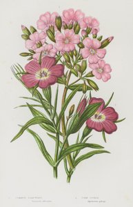Bloeiende Planten van Groot-Brittannië: Gewone Zeepkruid, Korenklokje