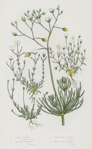 Bloeiende Planten van Groot-Brittannië: Akkerhoornbloem, Knophoornbloem, Parelhoornbloem, Priemhoornbloem